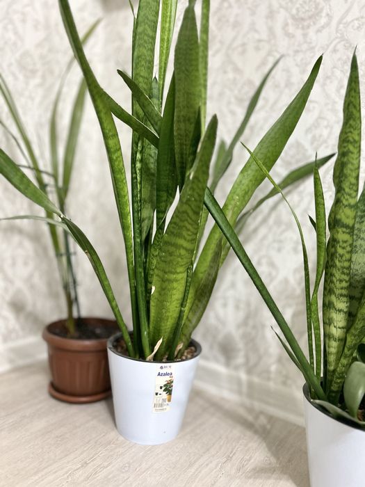 Бөлме гүлдері сатылады