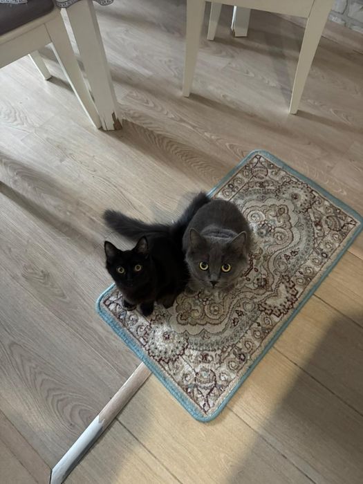 Продам кошек, девочки