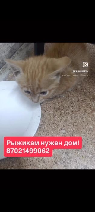 Бесплатно котята