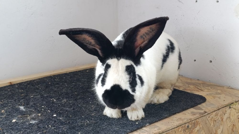 Iepuri Uriaș German Chinchilla și Fluture German