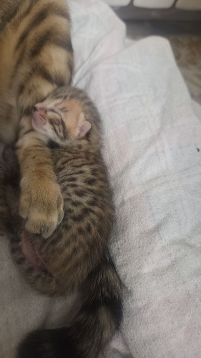 Котёнок-бенгал, девочка