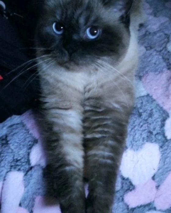 Шотландская девочка с документами  WCF