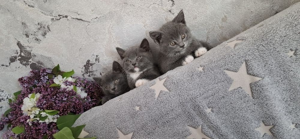 Британские котята
