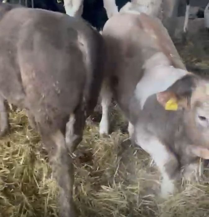 Tăurasi de vânzare