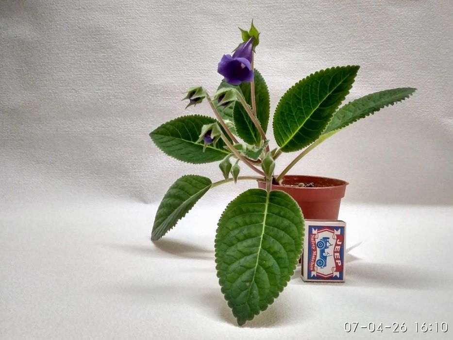 Цветущая Глоксиния 1,5г. фиолетового отенка. Комнатный цветок в горшке