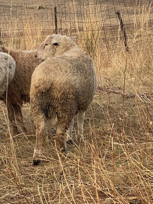 Продам Қошқаров разных пород.