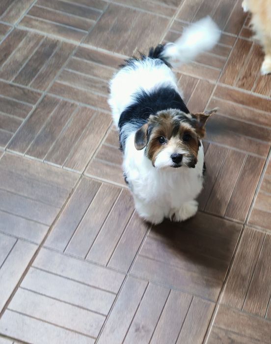 Щенок бивер йорка с документами