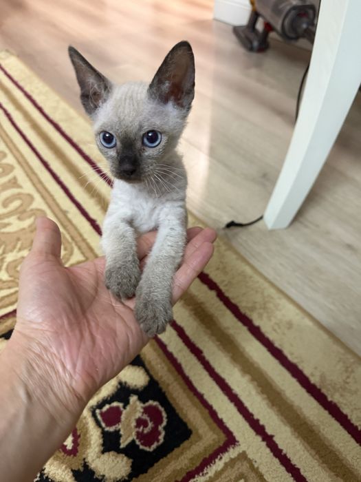 Котенок 2 месяца