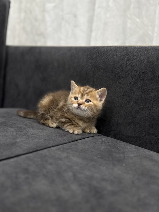 Продам котенка девочка