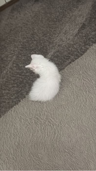 Отдам котенка мальчик