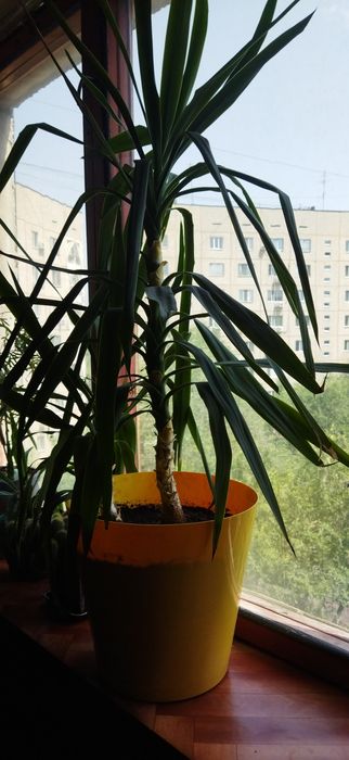 Юкку продам, пальма