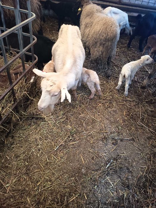 Capre fatate cu iezi