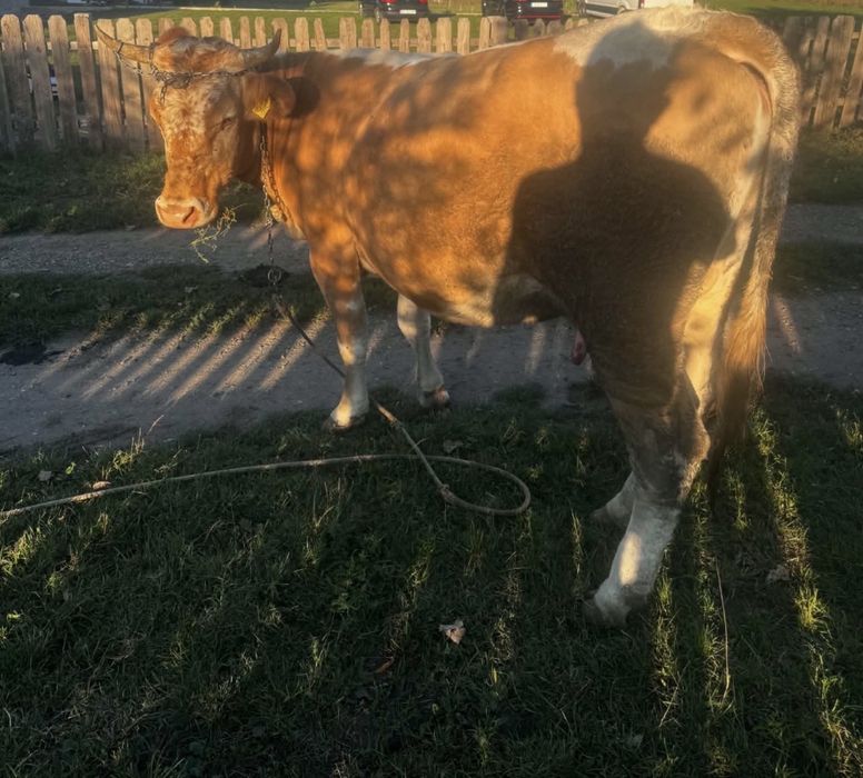 Vaca gestanta