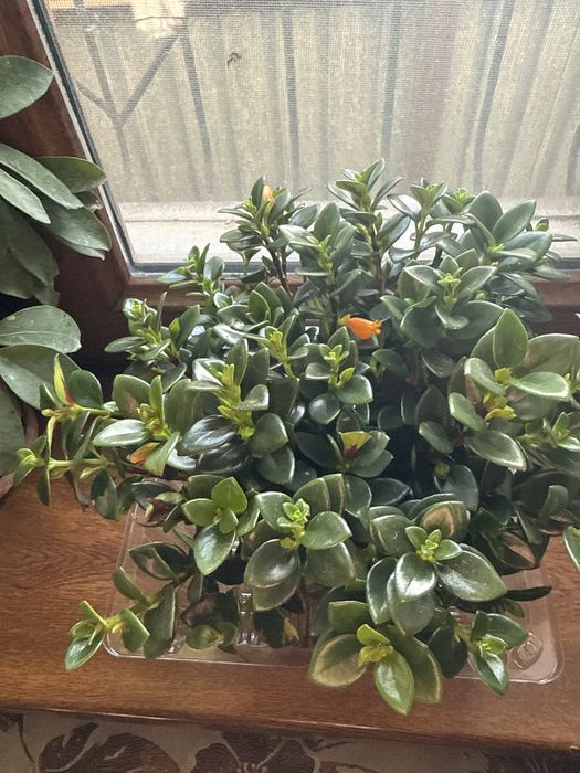 Домашние цветы. Бамбук 80-100 см