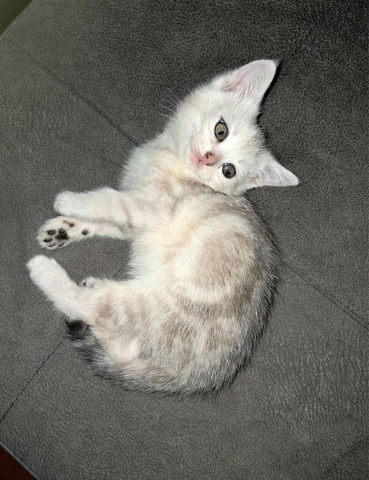 Котёнок Страйт. Мальчик