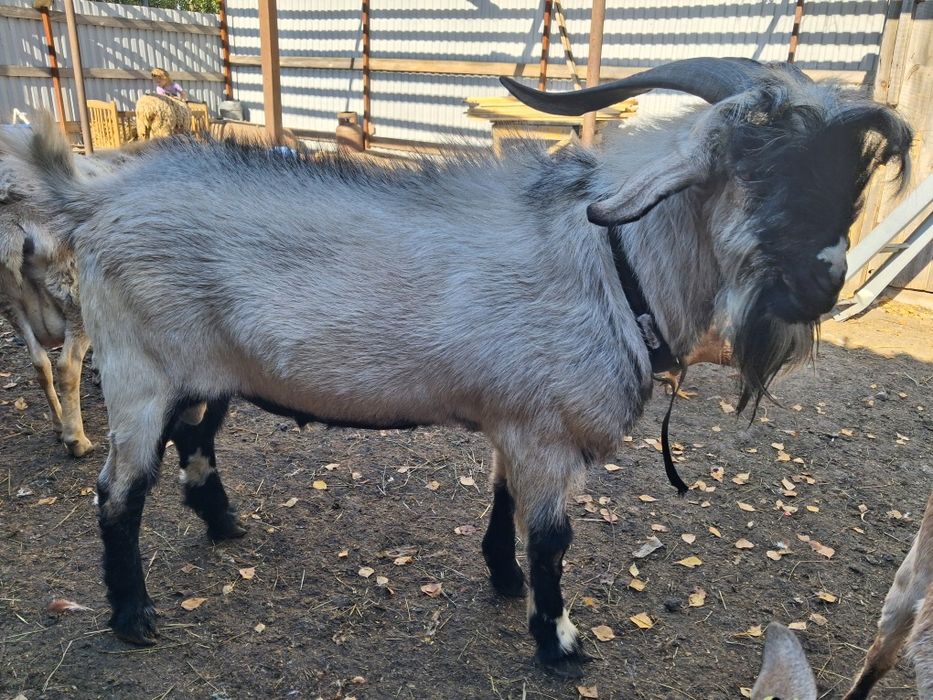 Продам  козла   или обменяю