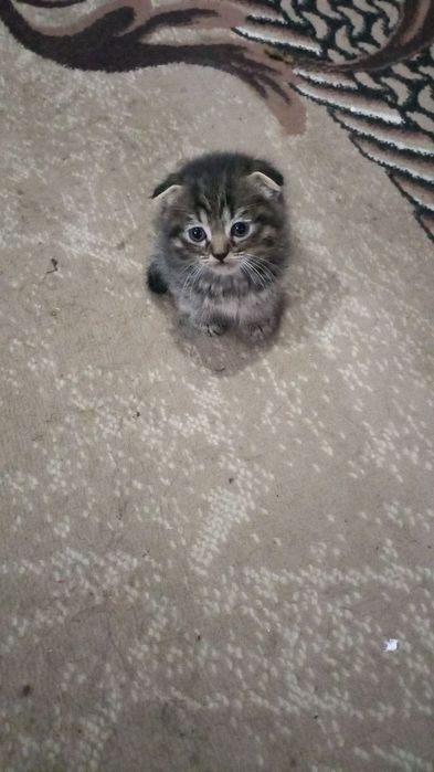 Мейн кун отаси онаси скоттиш фолд