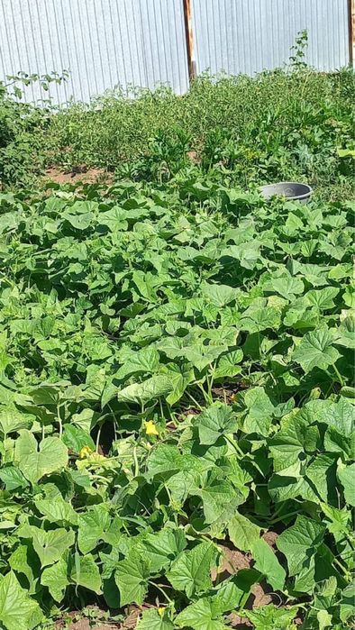 на продажу огурцы дачные