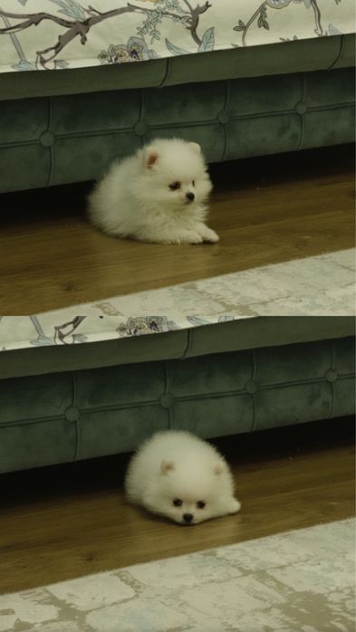 Щенок шпиц милый