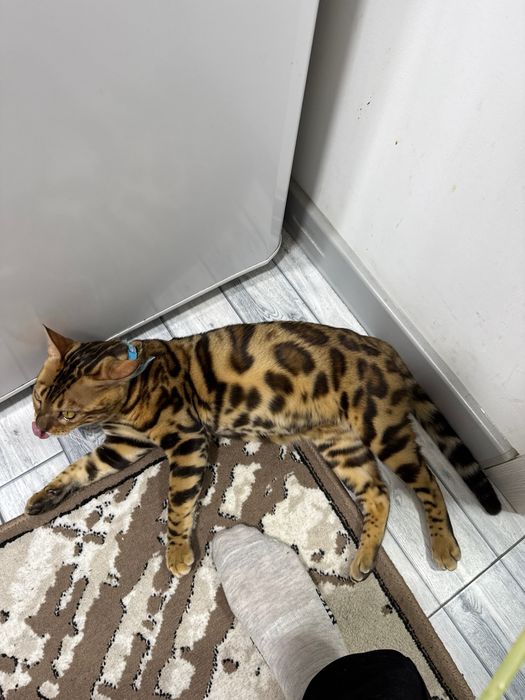 Bengal 100% toza qon