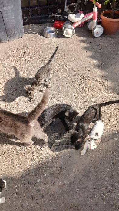Donez pui de pisică