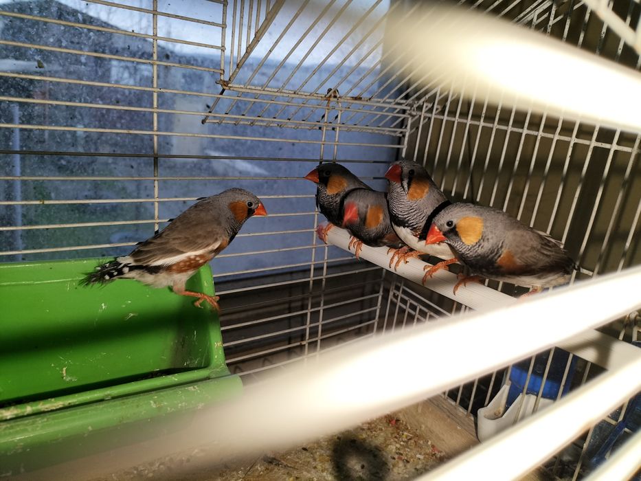 Pui de zebre australiene