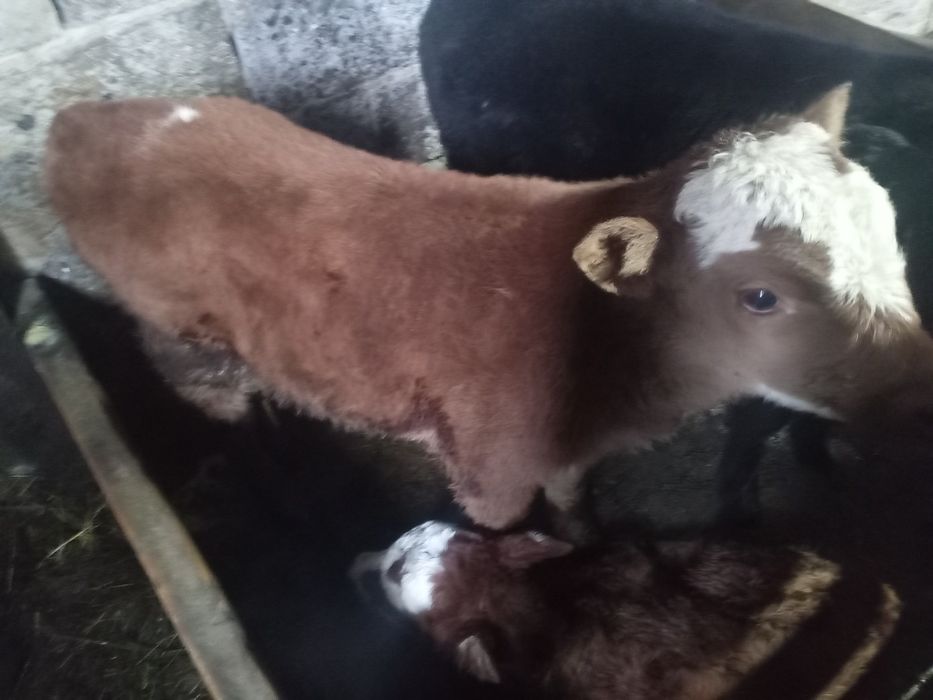 Продается телонок бычок