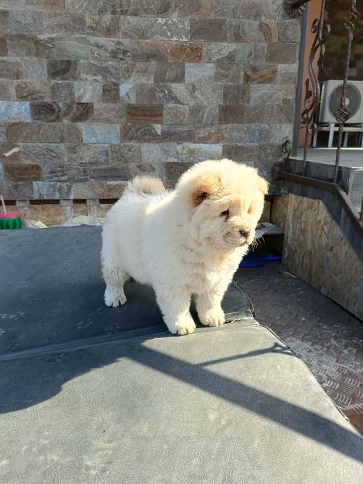 Чау чау Кученца.