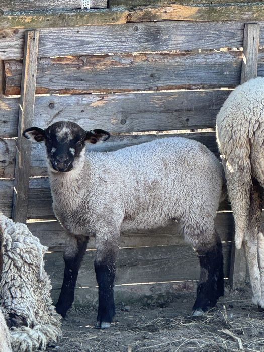 Vand oi tigai tinere