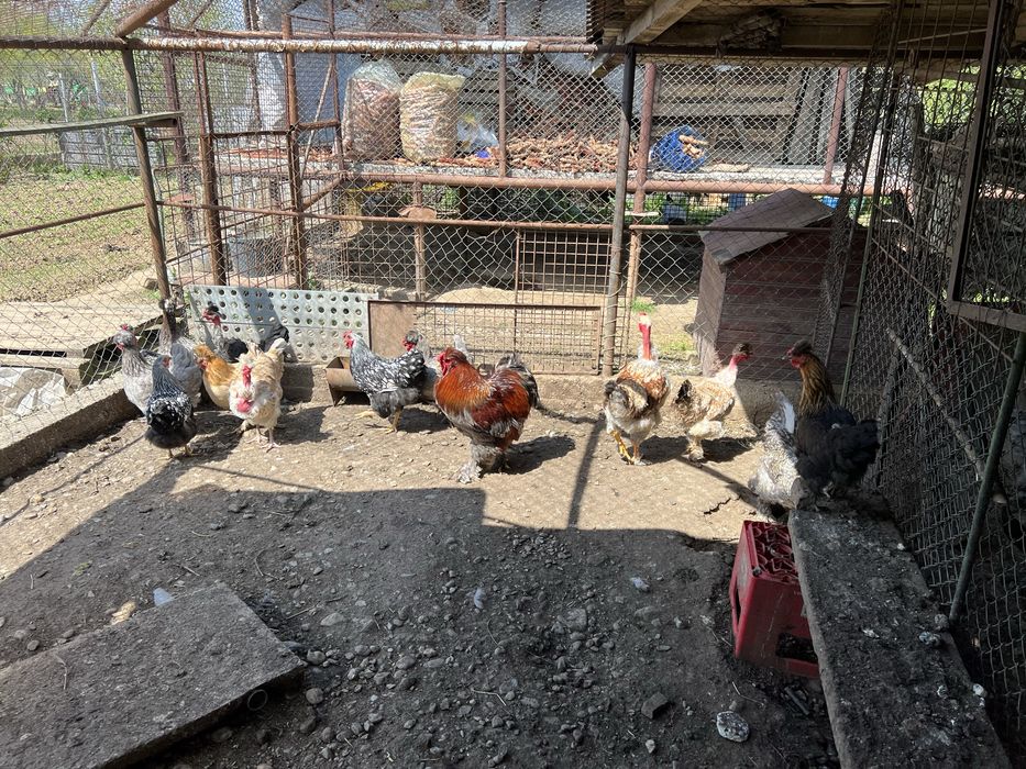 Cocosi si gaini motate, incaltate, gat golas