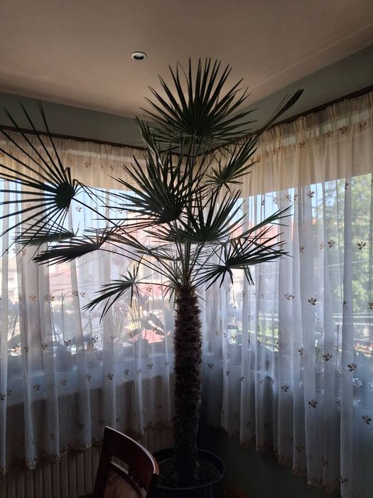 Финикова палма в саксия