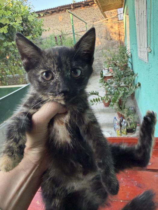 Котенок девочка трехцветная