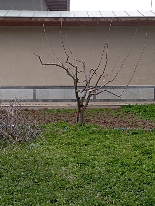 Archa kesish dorilash xizmati