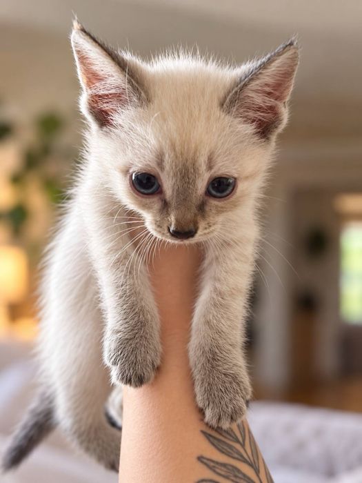 Отдам котят в добрые руки