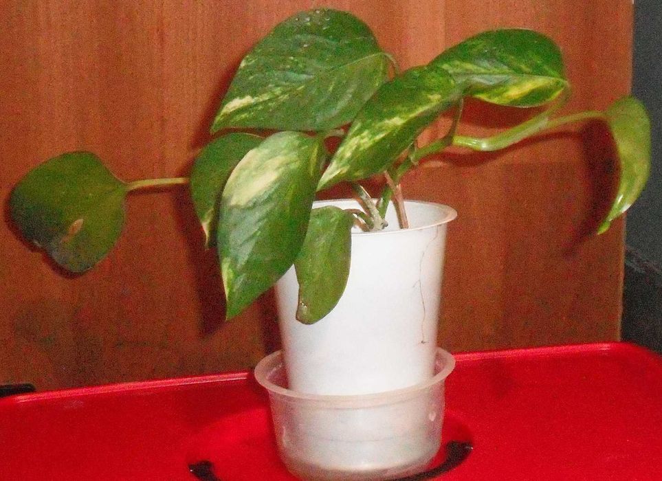 Продавам Сциндапсус – красива падаща зеленина