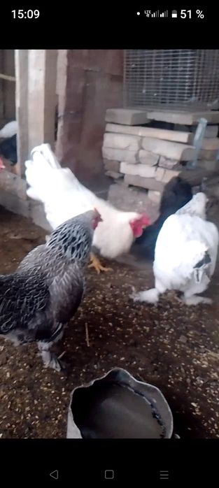 тауықтар сатылады