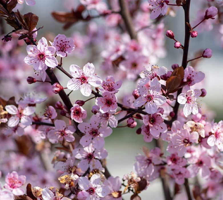 Pomi Ornamentali (Prunus NIGRA )