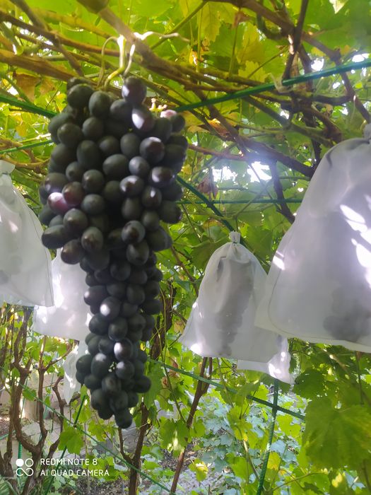 Жүзім көшеттері сатылады