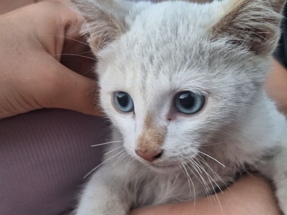 Отдам котенка в добрые руки