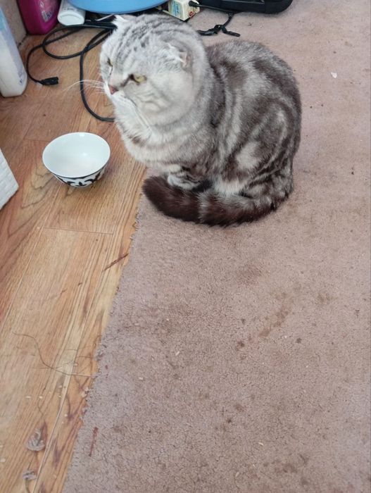 Британский кот возрос 1 год