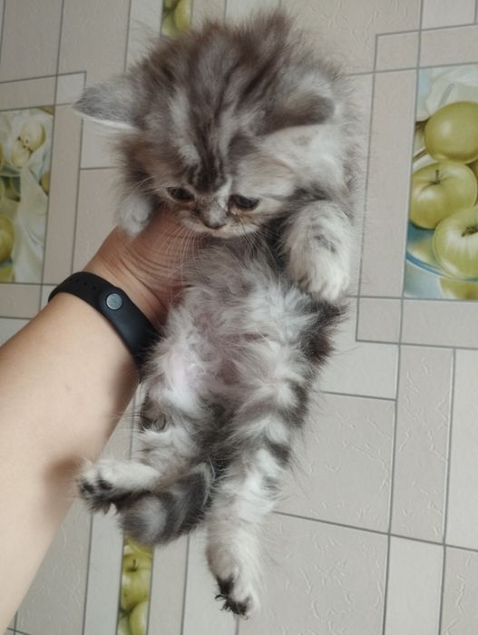 Продам шотландских котят