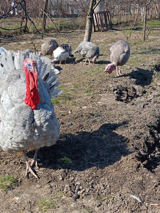 Ouă incubat curci albastre