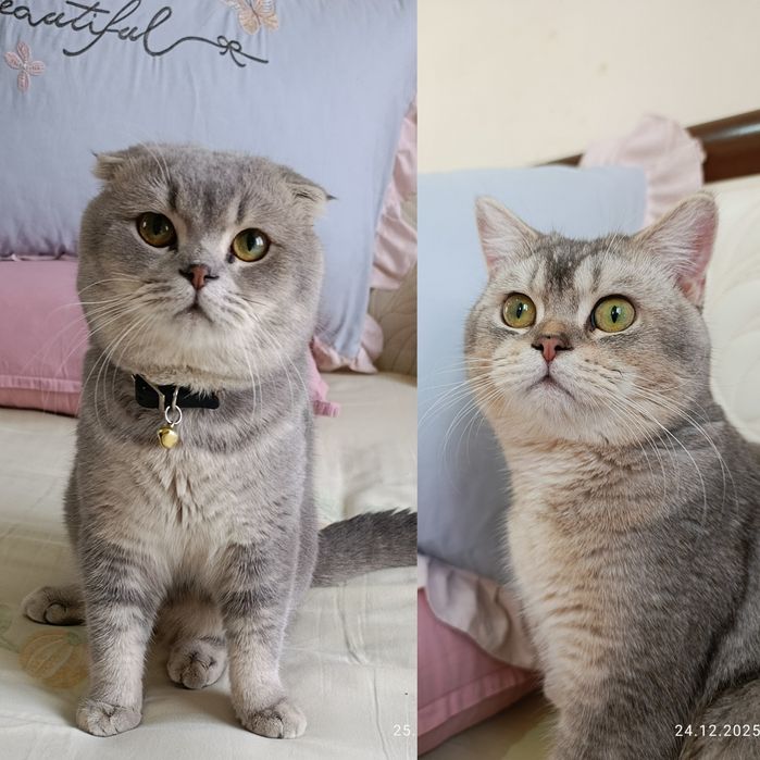 Vyazkaga ( juftlash uchun) zotli mushuklar