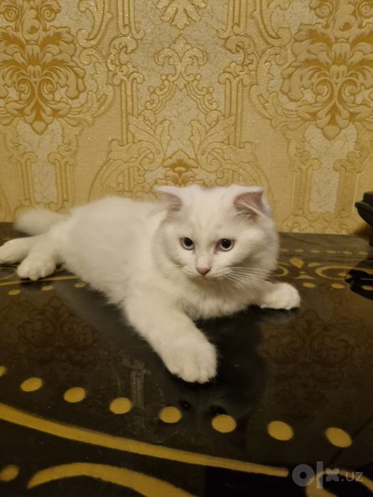 Котенок, кот йоши 3 ой