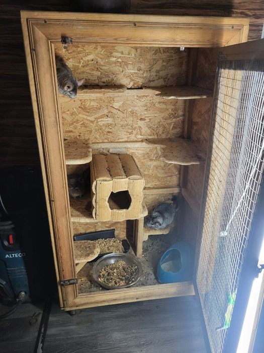 Срочно продам шиншилл.