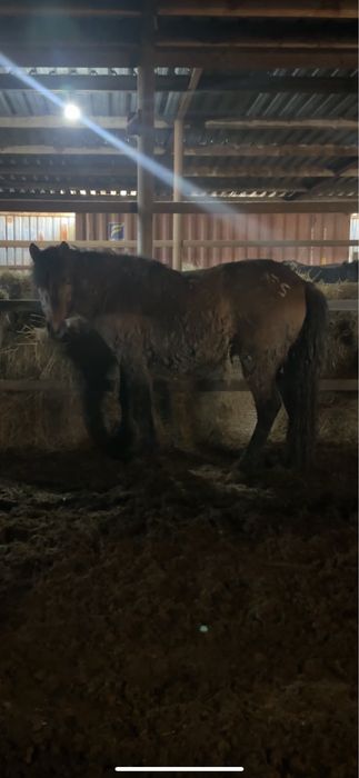 2 мощных жеребца жәбы