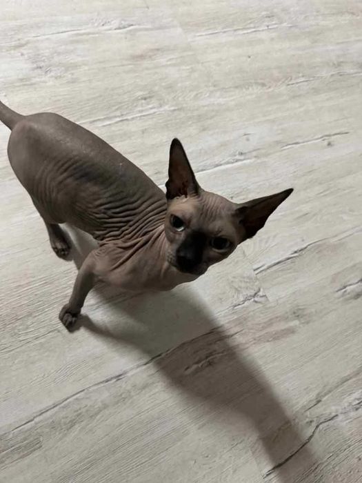 Продавам Сфинкс - баща и син