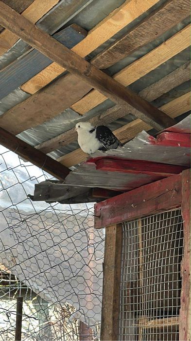 Porumbei ornament Olt