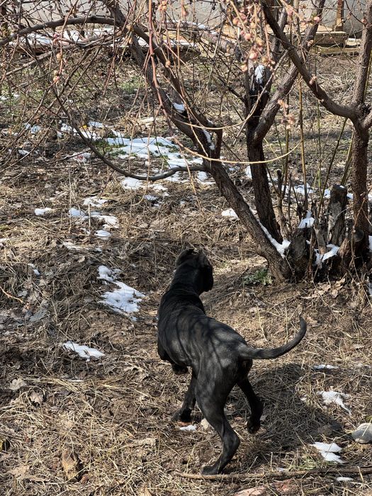 Питбуль (кубинец)