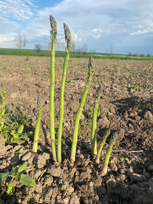 Rădăcini sparanghel